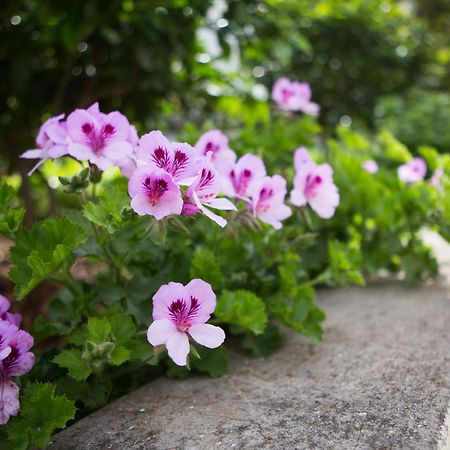 Aida Apartments And Rooms For Couples And Families Free Parking Дубровник Экстерьер фото