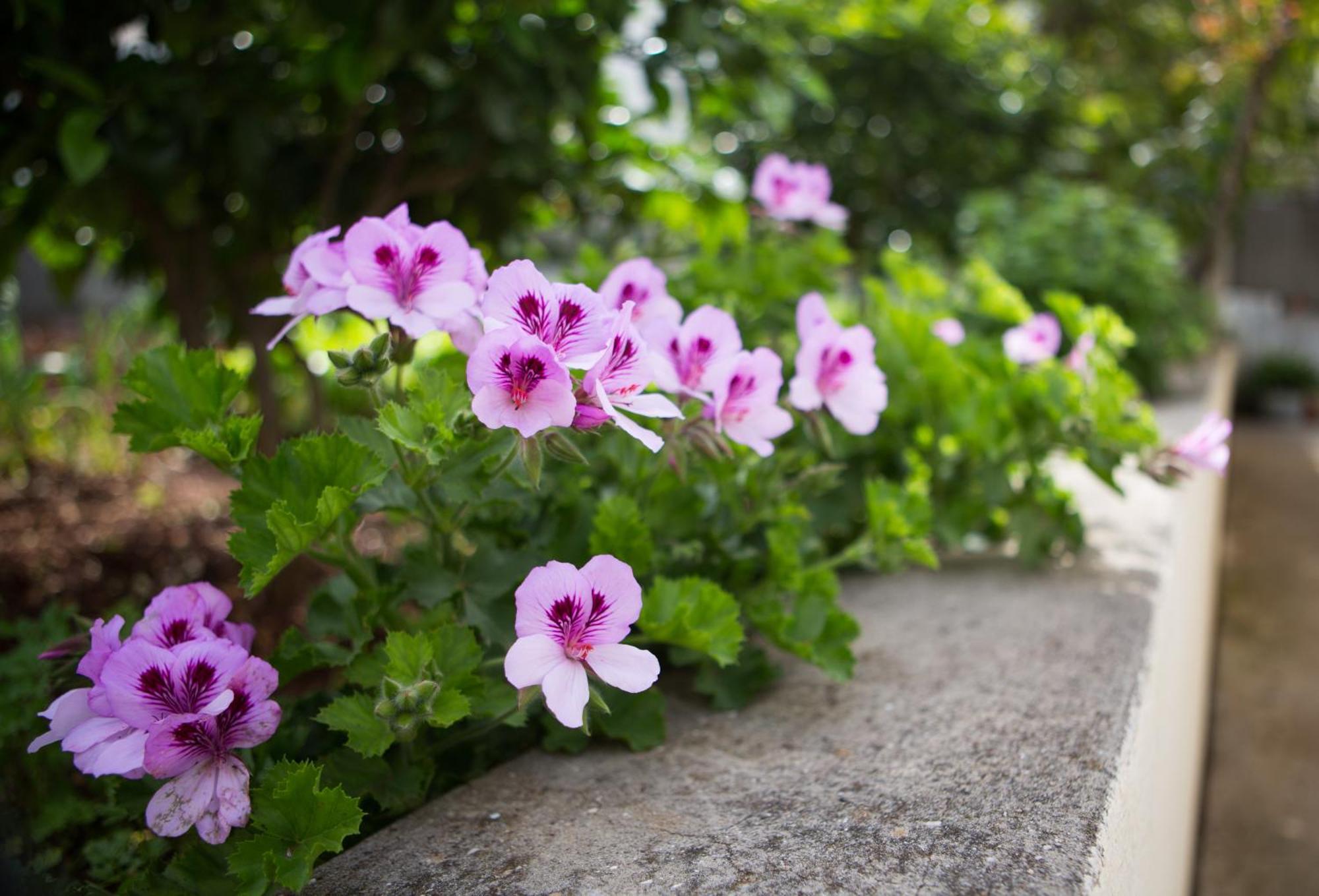 Aida Apartments And Rooms For Couples And Families Free Parking Дубровник Экстерьер фото
